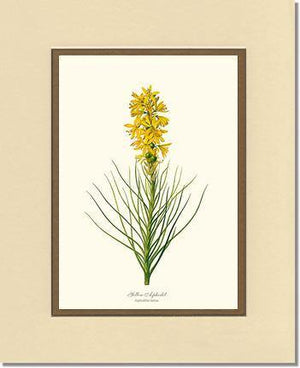 Asphodel, Yellow - Charting Nature