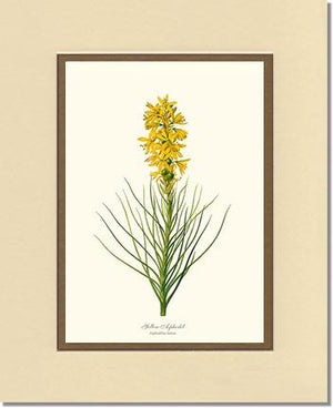 Asphodel, Yellow