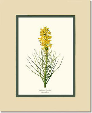 Asphodel, Yellow - Charting Nature