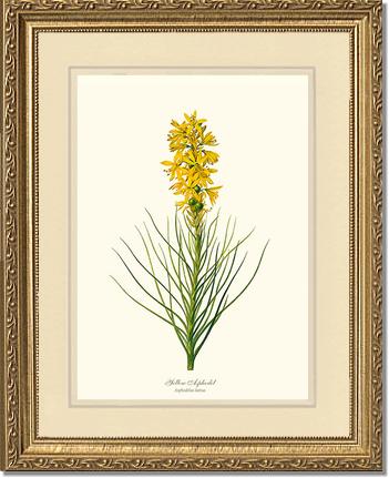 Asphodel, Yellow | Flower/Floral Art Print