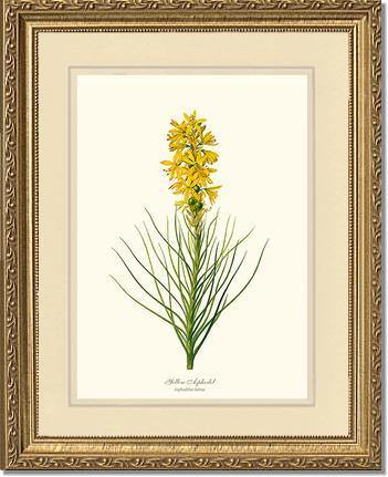 Asphodel, Yellow - Charting Nature