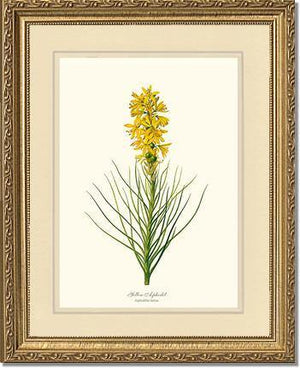 Asphodel, Yellow - Charting Nature