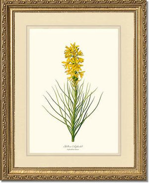 Asphodel, Yellow