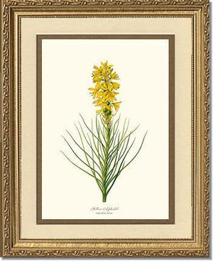 Asphodel, Yellow - Charting Nature