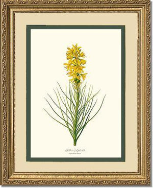 Asphodel, Yellow - Charting Nature