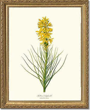 Asphodel, Yellow - Charting Nature