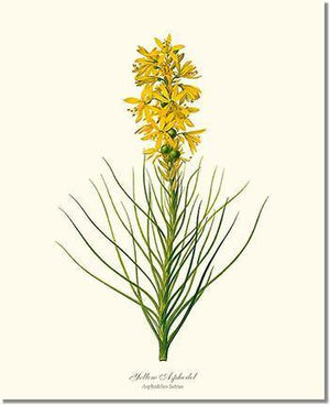 Asphodel, Yellow - Charting Nature