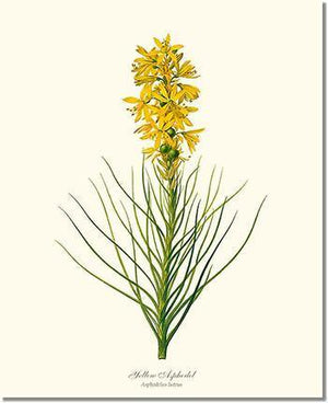 Flower Floral Print: Asphodel, Yellow