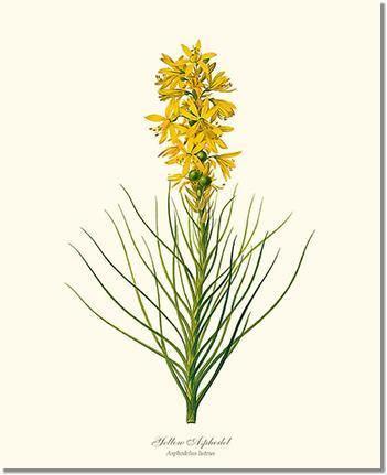 Asphodel, Yellow