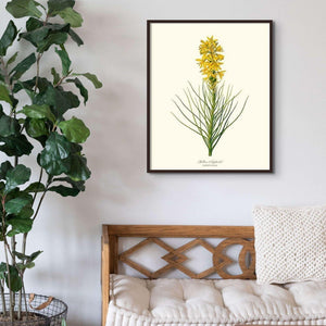 Asphodel, Yellow - Charting Nature