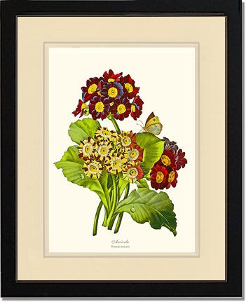 Auricula | Flower/Floral Art Print