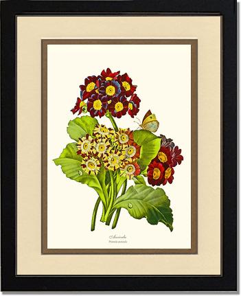 Auricula | Flower/Floral Art Print