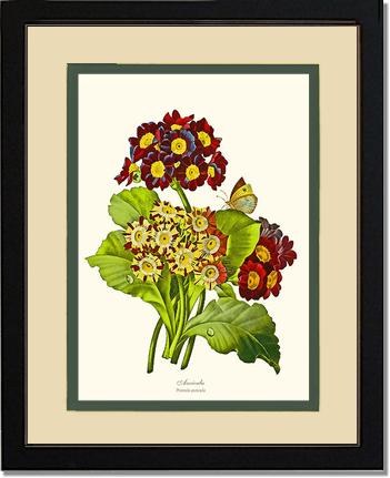 Auricula | Flower/Floral Art Print