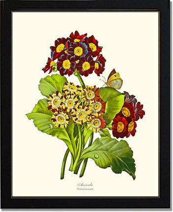 Auricula | Flower/Floral Art Print