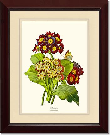 Auricula | Flower/Floral Art Print