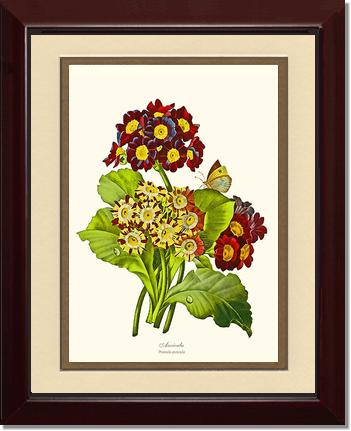 Auricula | Flower/Floral Art Print