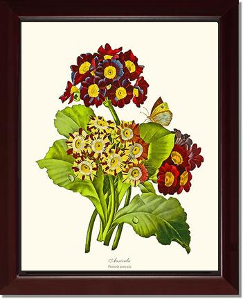 Auricula | Flower/Floral Art Print