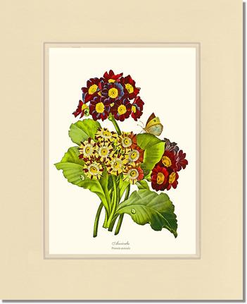 Auricula | Flower/Floral Art Print