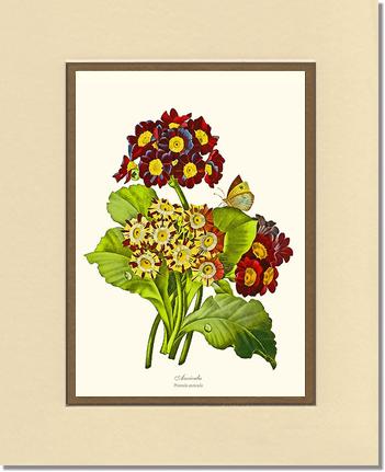 Auricula | Flower/Floral Art Print