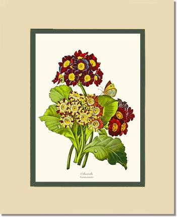 Auricula | Flower/Floral Art Print