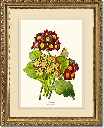 Auricula | Flower/Floral Art Print