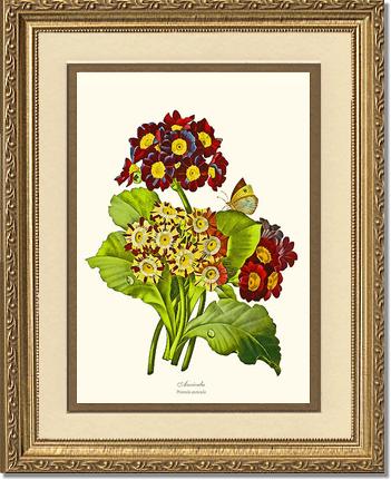 Auricula | Flower/Floral Art Print