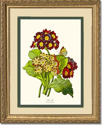 Auricula | Flower/Floral Art Print
