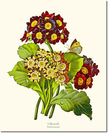 Auricula Primrose
