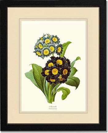 Auricula | Flower/Floral Art Print