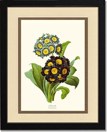 Auricula | Flower/Floral Art Print