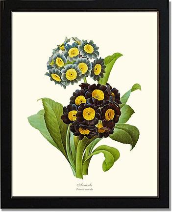 Auricula | Flower/Floral Art Print