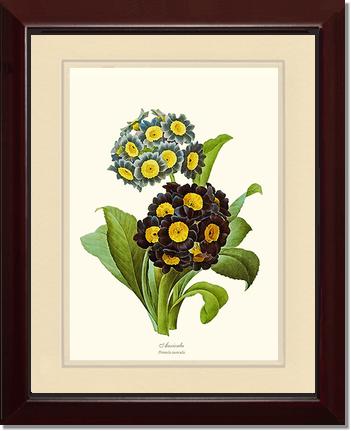 Auricula | Flower/Floral Art Print
