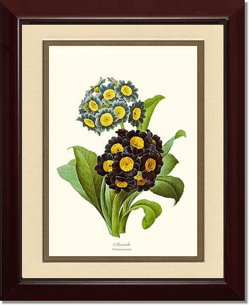 Auricula | Flower/Floral Art Print