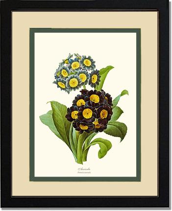 Auricula | Flower/Floral Art Print