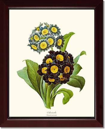 Auricula | Flower/Floral Art Print
