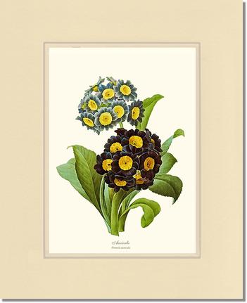 Auricula | Flower/Floral Art Print