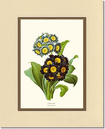 Auricula | Flower/Floral Art Print