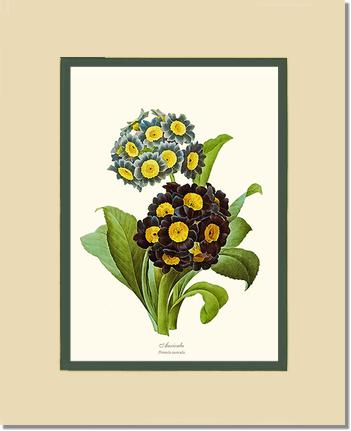 Auricula | Flower/Floral Art Print