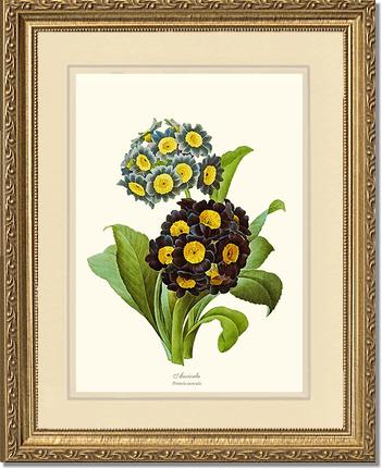 Auricula | Flower/Floral Art Print
