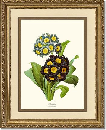 Auricula | Flower/Floral Art Print