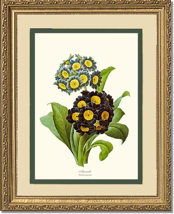 Auricula | Flower/Floral Art Print