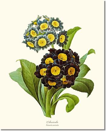 Auricula Primrose