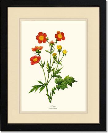Avens | Flower/Floral Art Print