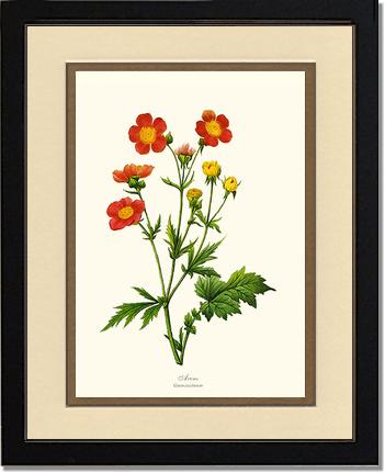 Avens | Flower/Floral Art Print