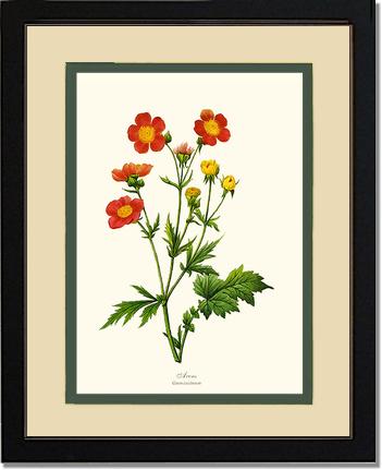 Avens | Flower/Floral Art Print