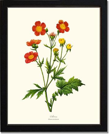 Avens | Flower/Floral Art Print
