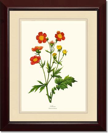 Avens | Flower/Floral Art Print