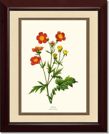 Avens | Flower/Floral Art Print
