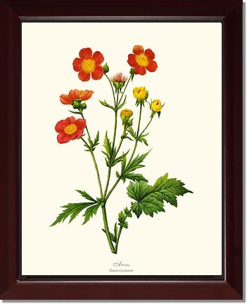 Avens | Flower/Floral Art Print