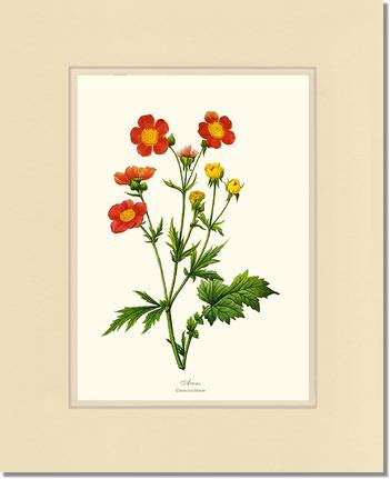 Avens | Flower/Floral Art Print